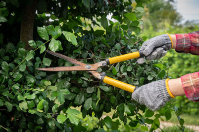 watt landscaping pruning and trimming