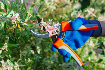 watt landscaping seasonal plant care