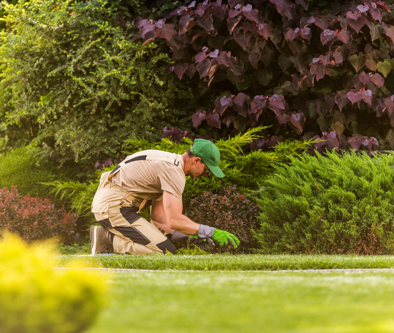 watt landscaping start your maintenance program
